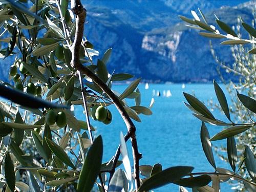 Grünen Oliven mit in Hintergrund der Blaue Gardasee. Ein Blick aus dem Agriturismo Gardasee Uliveta